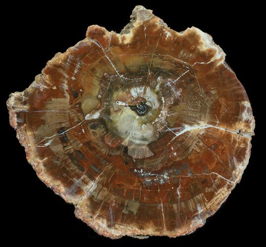 Petrified Wood (Araucaria) Slab - Madagascar #53969